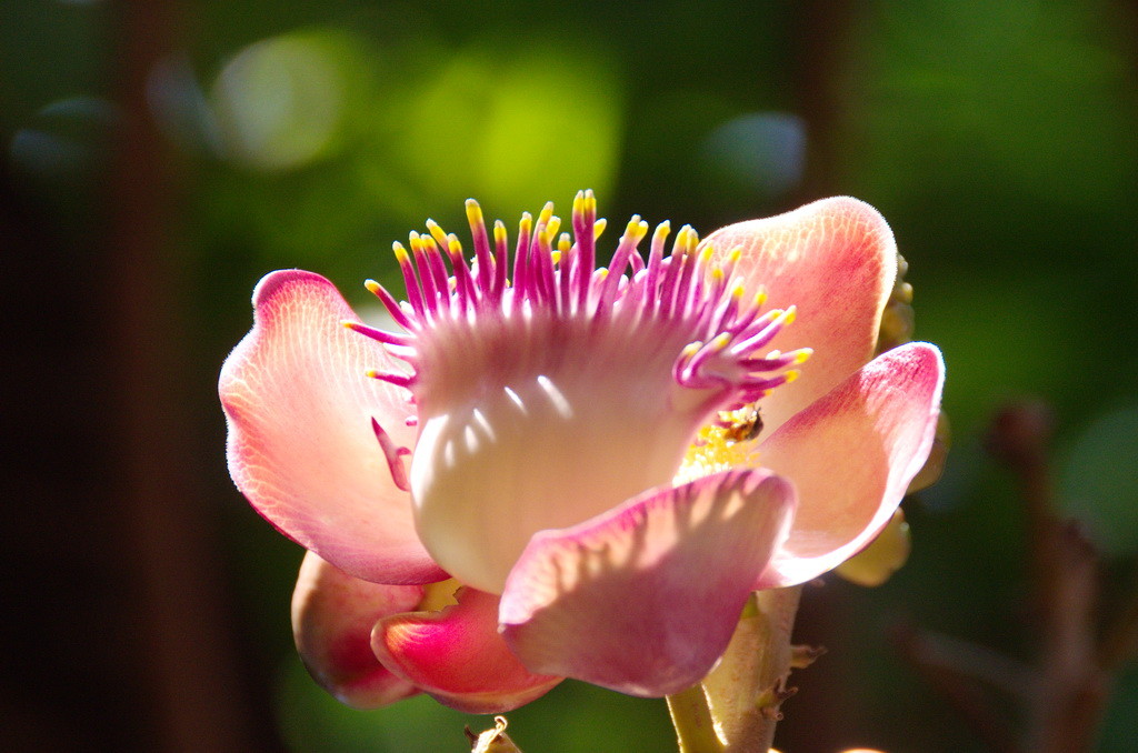 Chiang Maai Flower